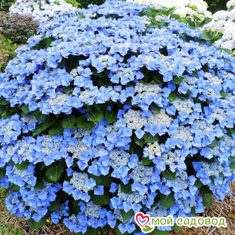 Гортензия крупнолистная Блаумайзе ЗКС