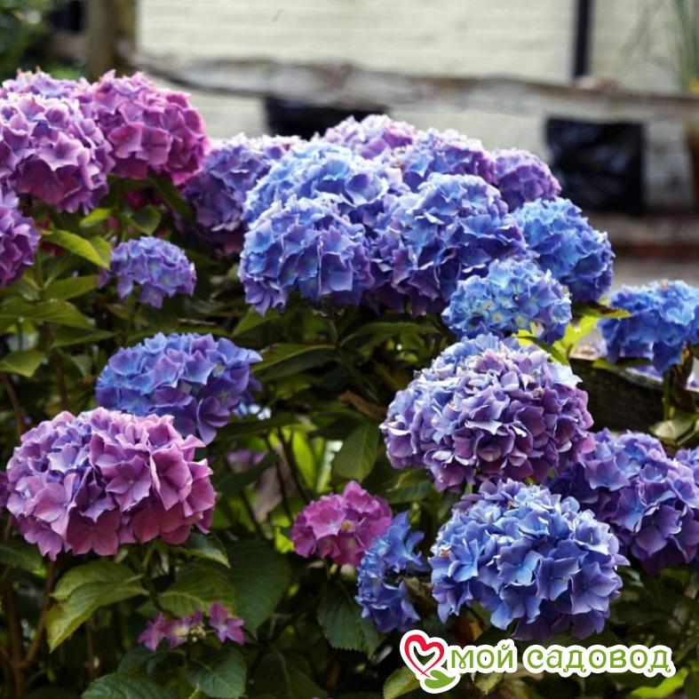 Гортензия крупнолистная Блауэр Цверг ЗКС