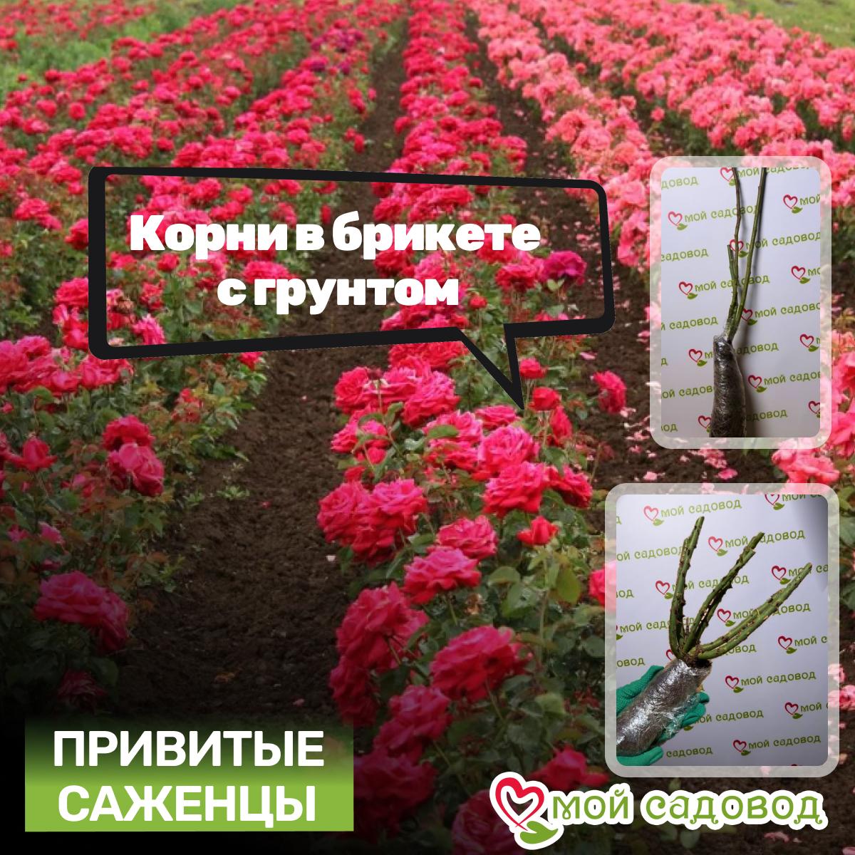 Роза Равель