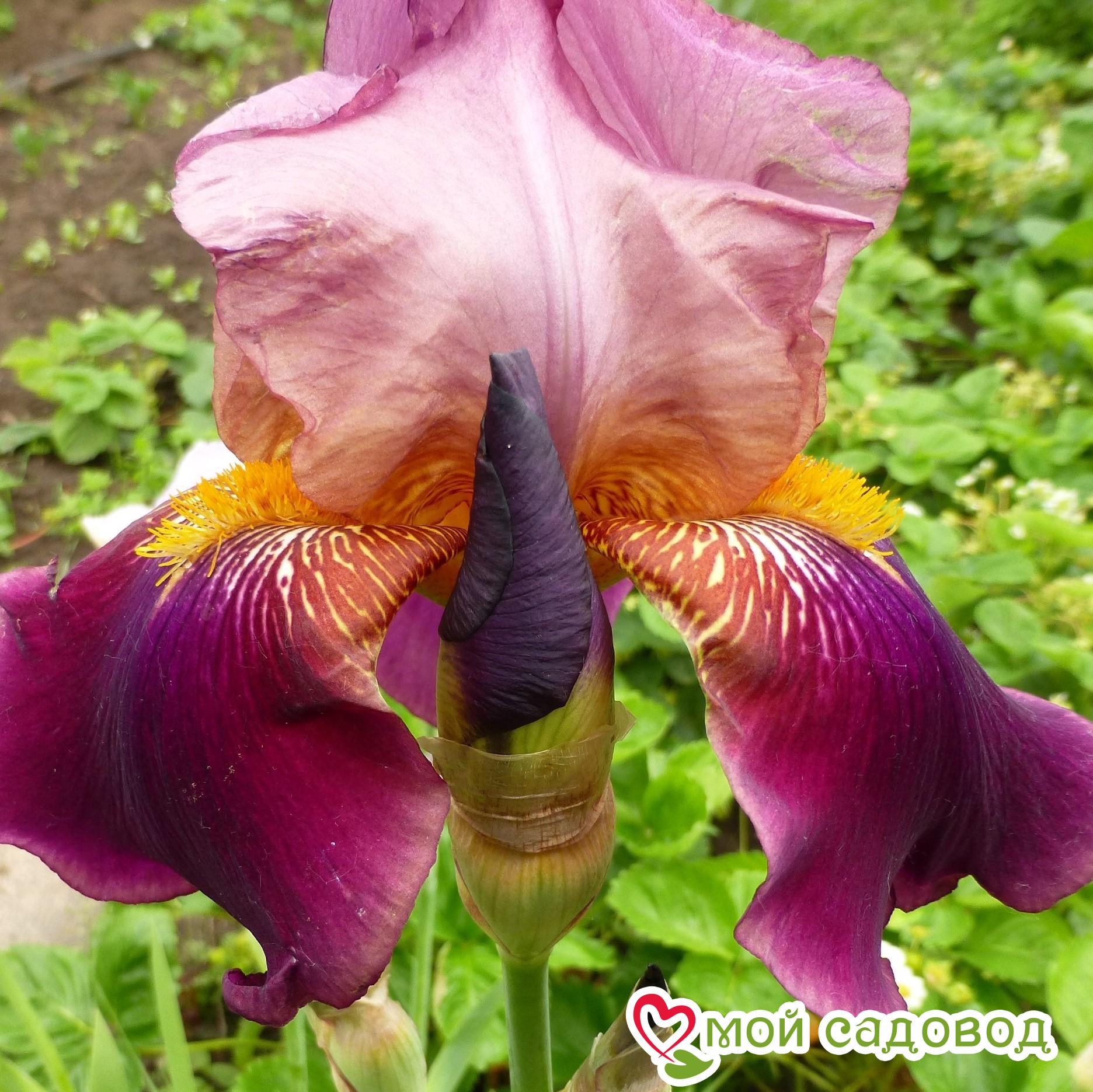 ИРИС СИБИРСКИЙ КОНКОРД КРАШ