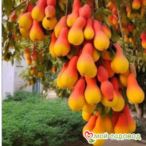 Груша Долорес